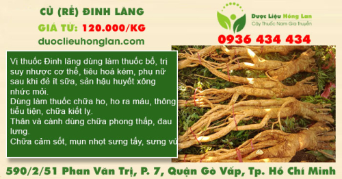 Củ (Rễ) Đinh Lăng nếp lá nhỏ 