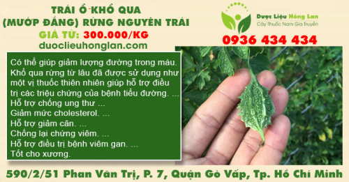 Trái ổ Khổ qua (Mướp đắng) rừng nguyên trái
