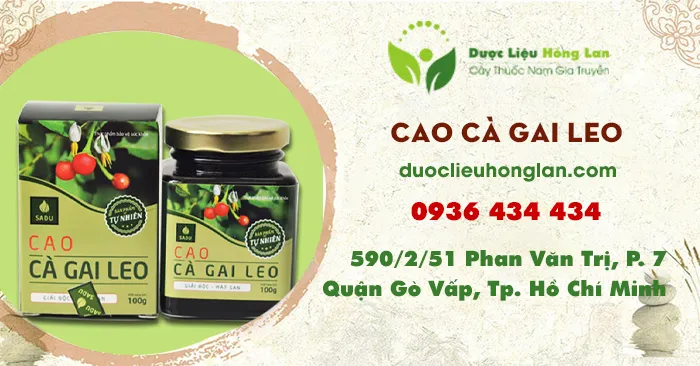 Cao Cà Gai Leo