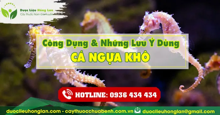 Công dụng và tác dụng của Hải mã (cá ngựa) với sức khỏe