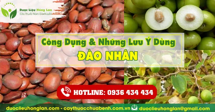Công dụng và tác dụng của Táo Nhân với sức khỏe