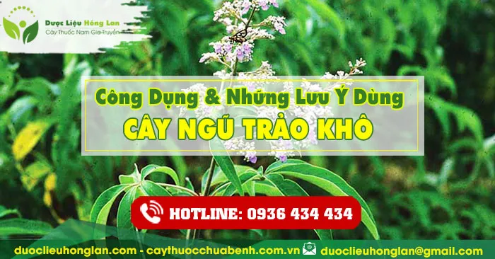 Công dụng và tác dụng của Lá cây ngũ trảo với sức khỏe