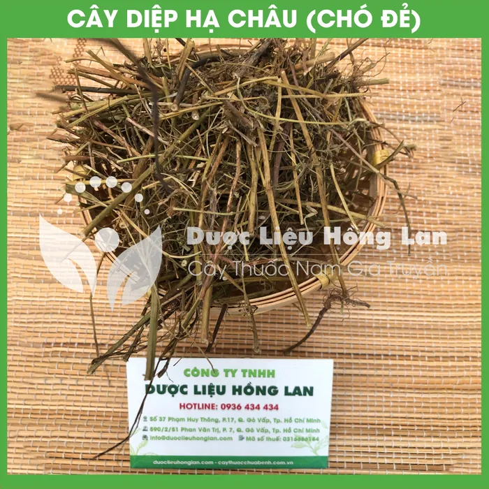 Cây Chó Đẻ (Diệp Hạ Châu) khô 1