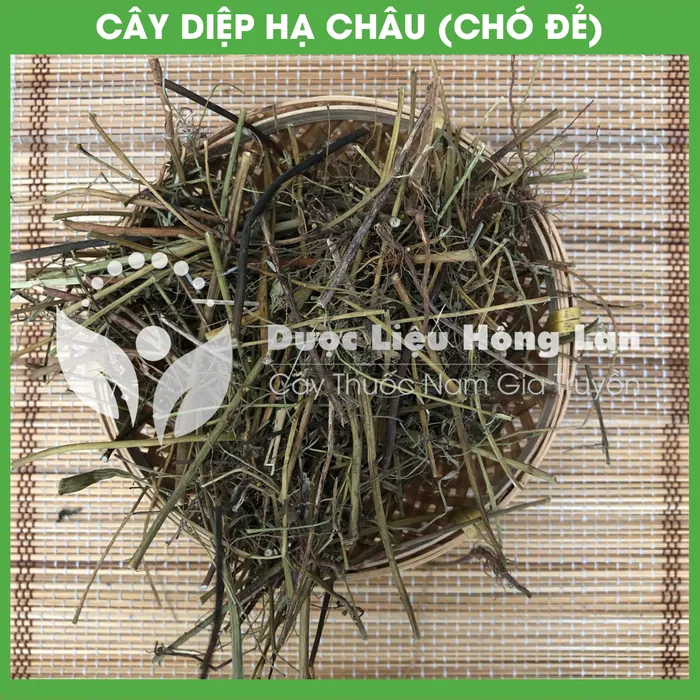 Cây Chó Đẻ (Diệp Hạ Châu) khô 3