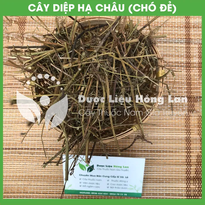 Cây Chó Đẻ (Diệp Hạ Châu) khô 2