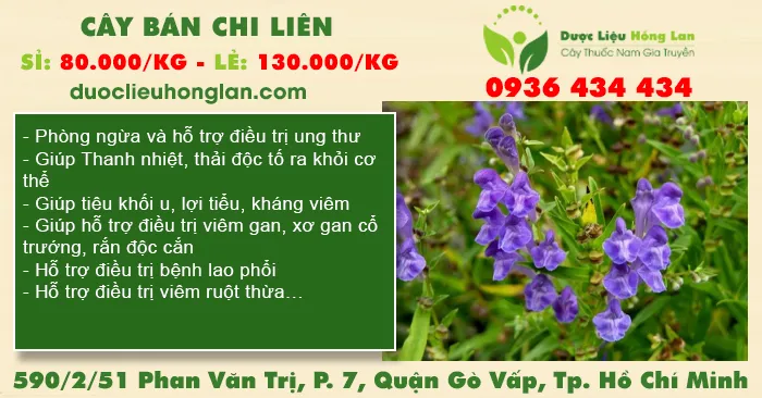 Cây Bán Chi Liên