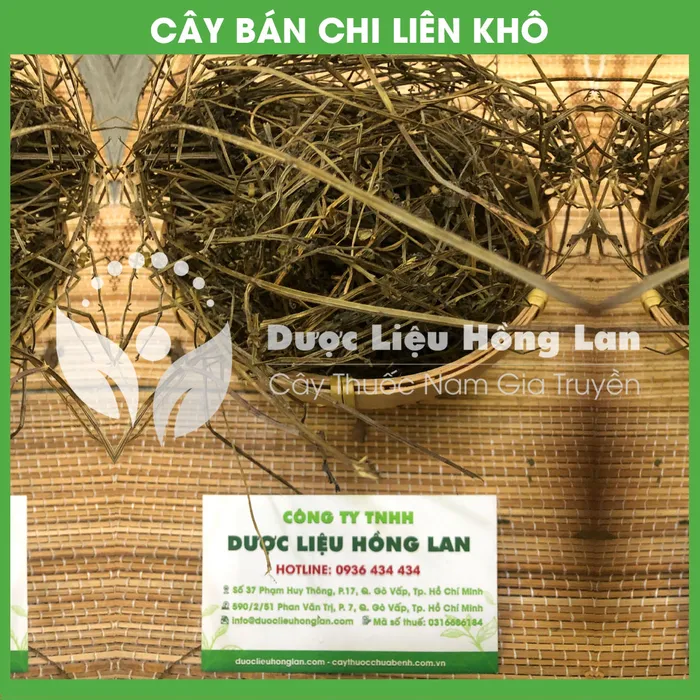 Cây Bán Chi Liên 1