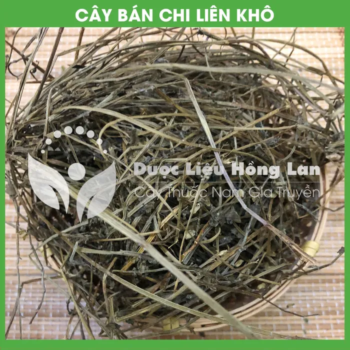 Cây Bán Chi Liên 2