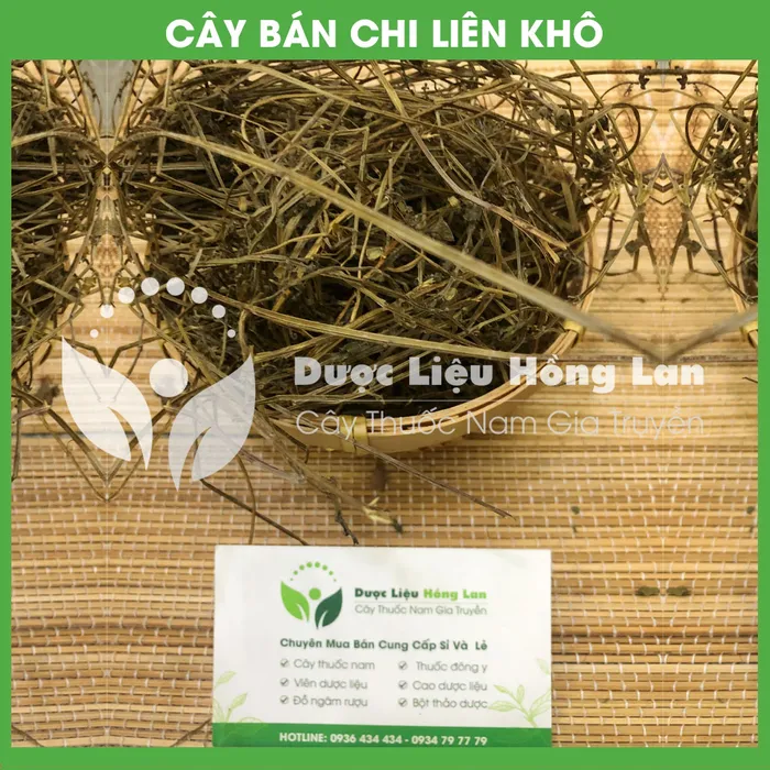 Cây Bán Chi Liên 3