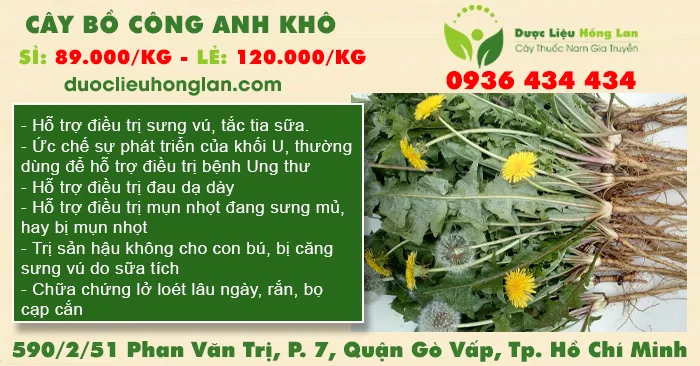 Cây Bồ Công Anh Khô