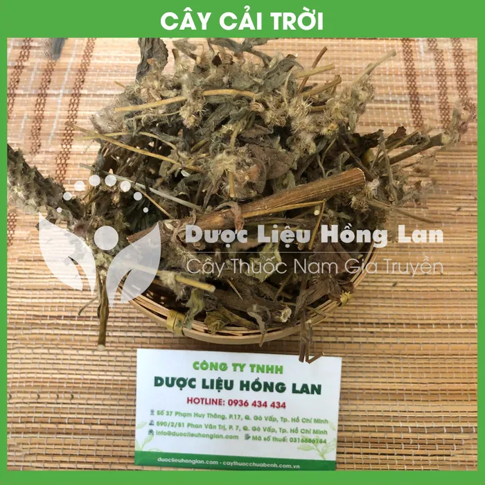 Cây Rau Cải Trời khô 1