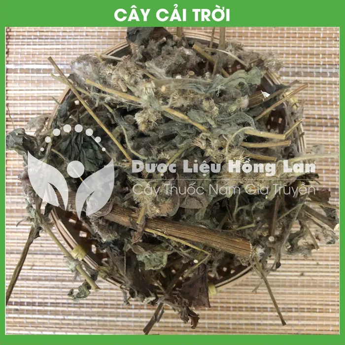 Cây Rau Cải Trời khô 3