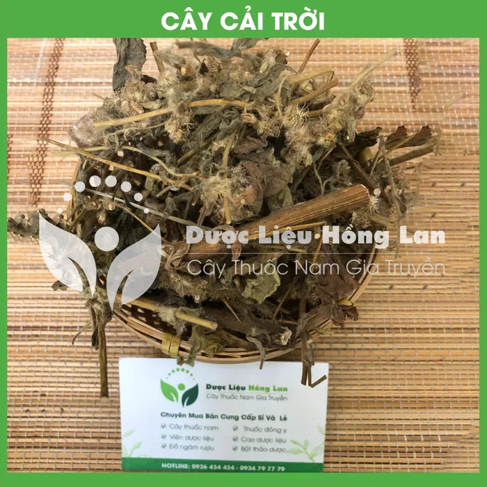 Cây Rau Cải Trời khô 2