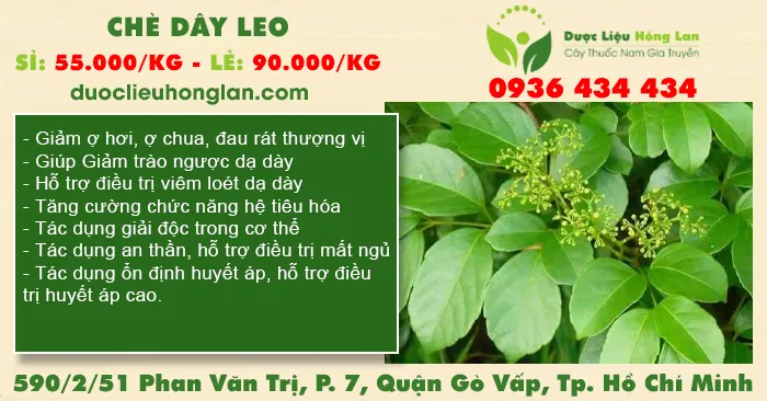 Chè Dây Leo