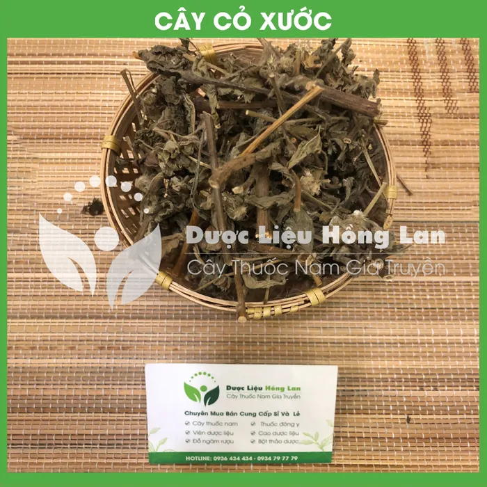 Cây Cỏ Xước 2