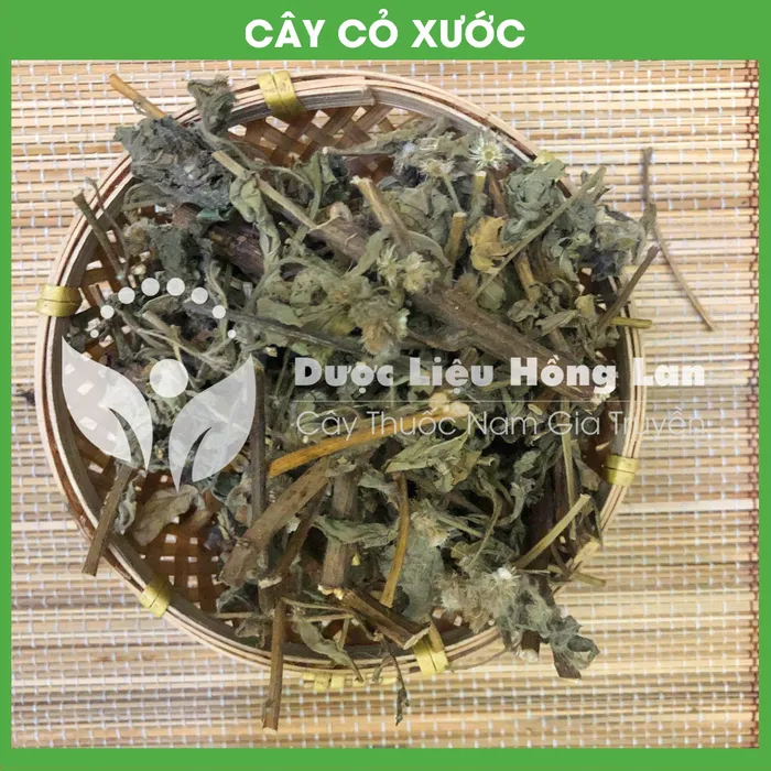 Cây Cỏ Xước 3