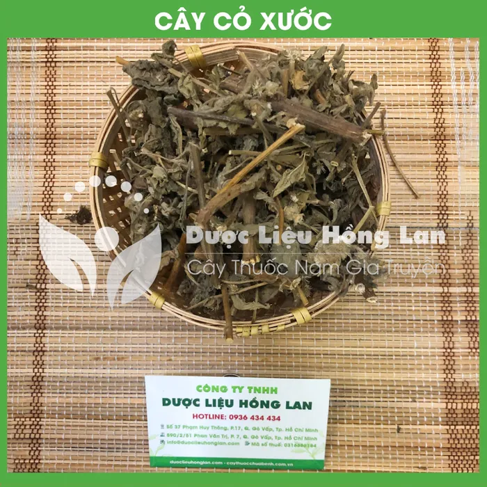 Cây Cỏ Xước 1