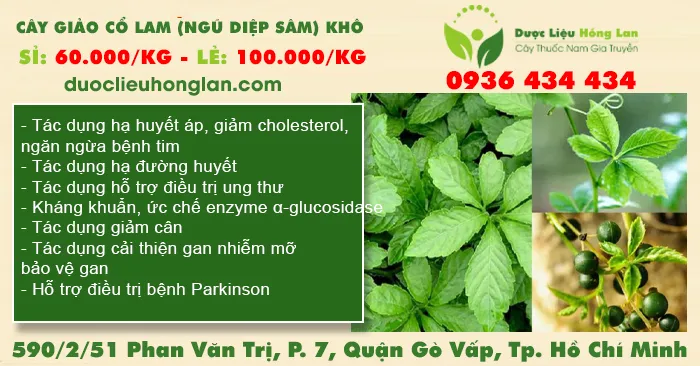 Cây Giảo Cổ Lam (Ngũ Diệp Sâm) khô
