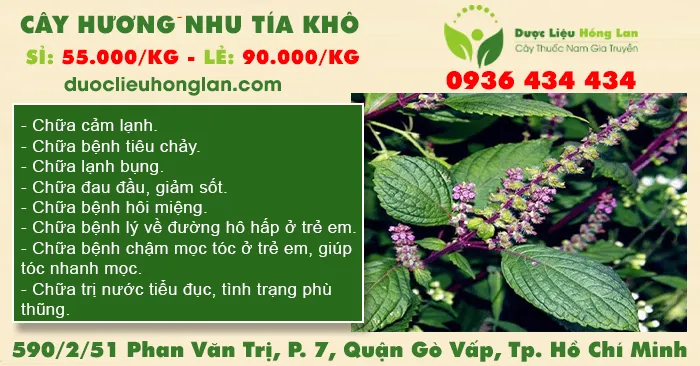 Cây Hương Nhu Tía Khô