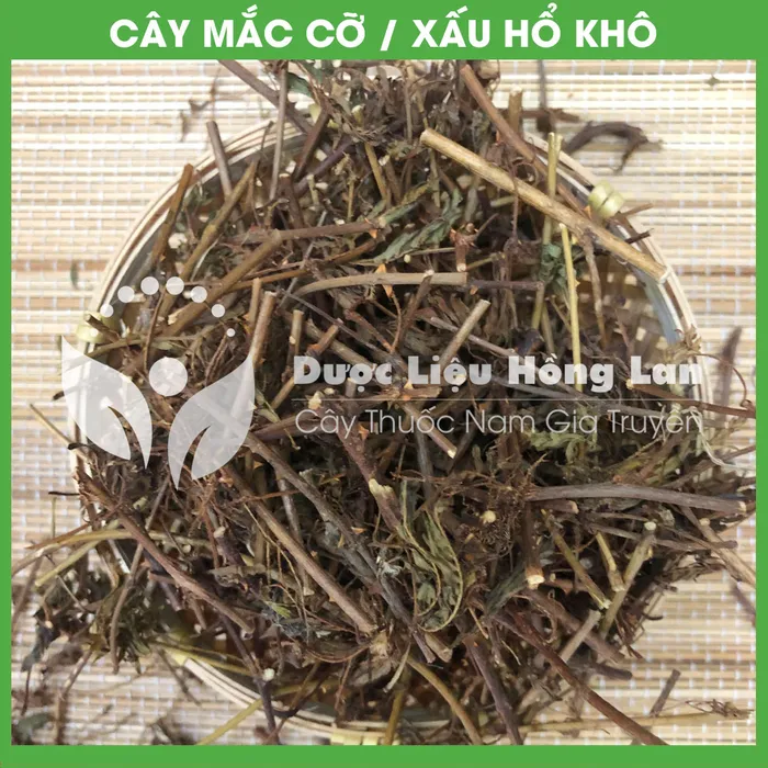 Cây Mắc Cỡ (Cây Xấu Hổ) 3