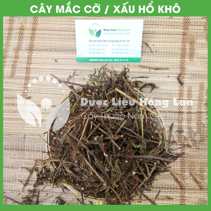 Cây Mắc Cỡ (Cây Xấu Hổ) 2