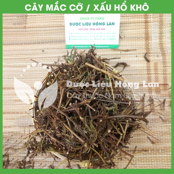 Cây Mắc Cỡ (Cây Xấu Hổ) 1
