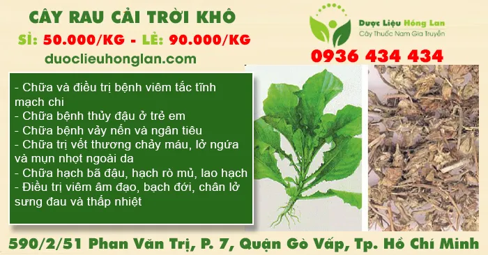 Cây Rau Cải Trời khô