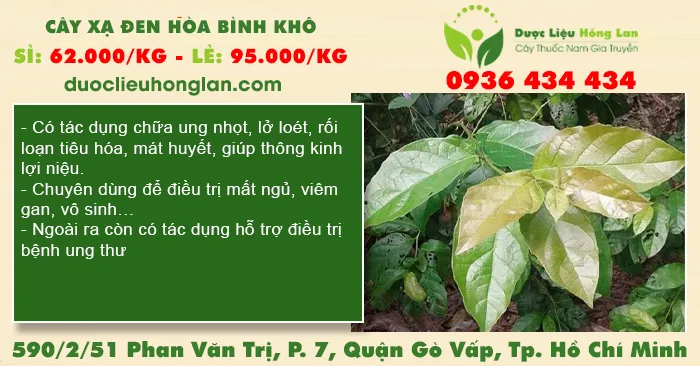 Cây Xạ Đen Hòa Bình khô