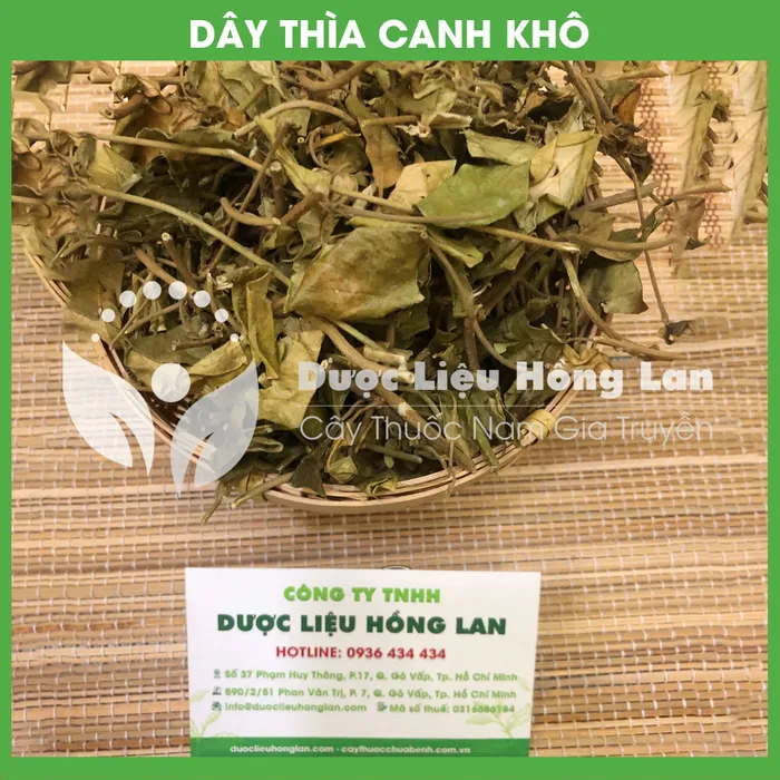 Cây Dây Thìa Canh khô 2