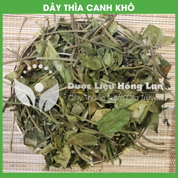 Cây Dây Thìa Canh khô 1