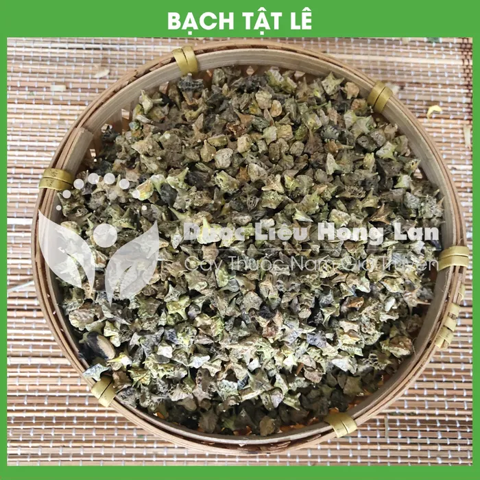 Quả Bạch Tật Lê 3