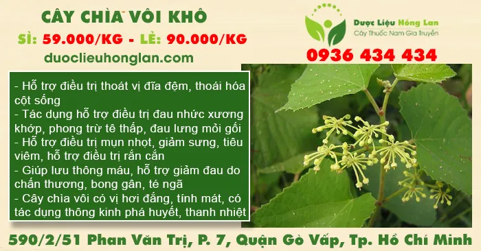 Cây Chìa Vôi Khô