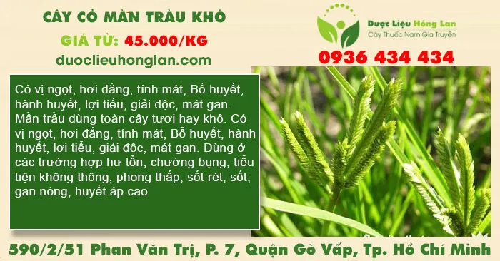 Cây Cỏ Màn Tràu khô