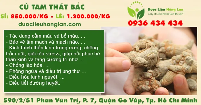 Củ Tam Thất Bắc