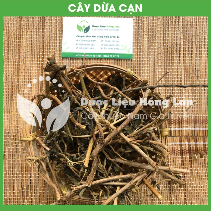 Cây Dừa Cạn khô 2