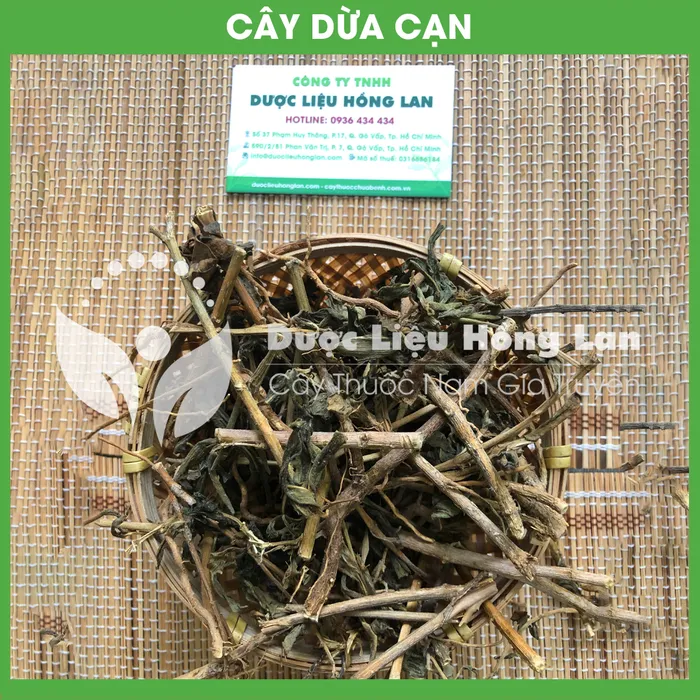 Cây Dừa Cạn khô 1