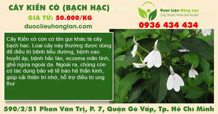 Cây Kiến Cò (Bạch Hạc)