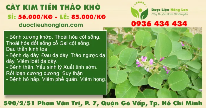 Cây Kim Tiền Thảo khô