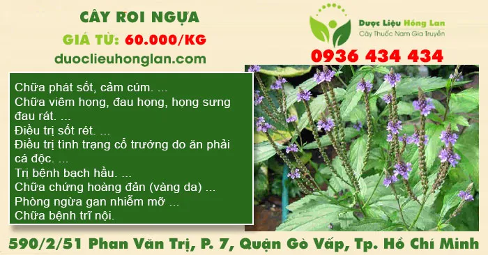 Cây roi ngựa