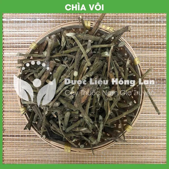 Cây Chìa Vôi Khô 3