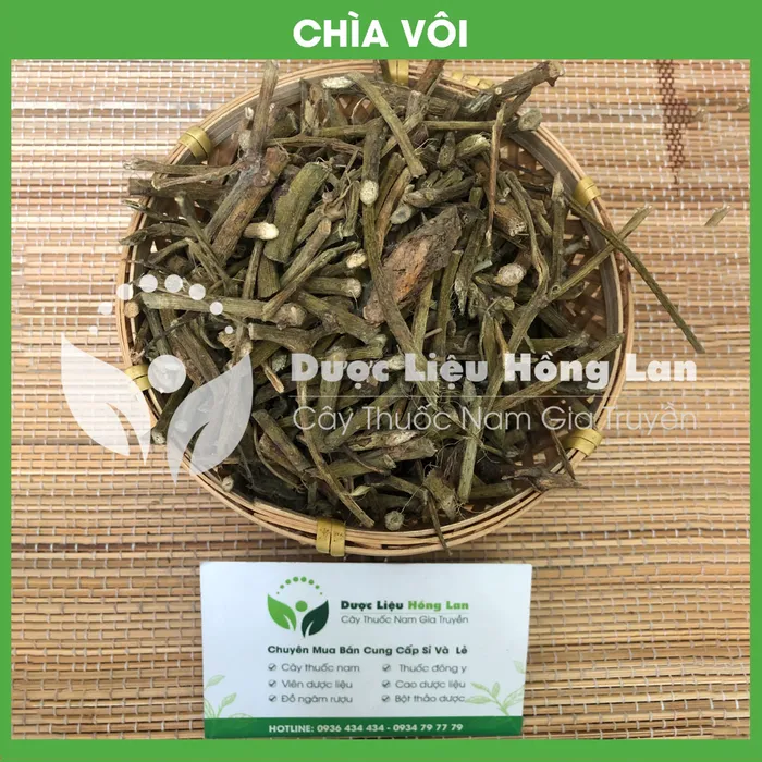 Cây Chìa Vôi Khô 2