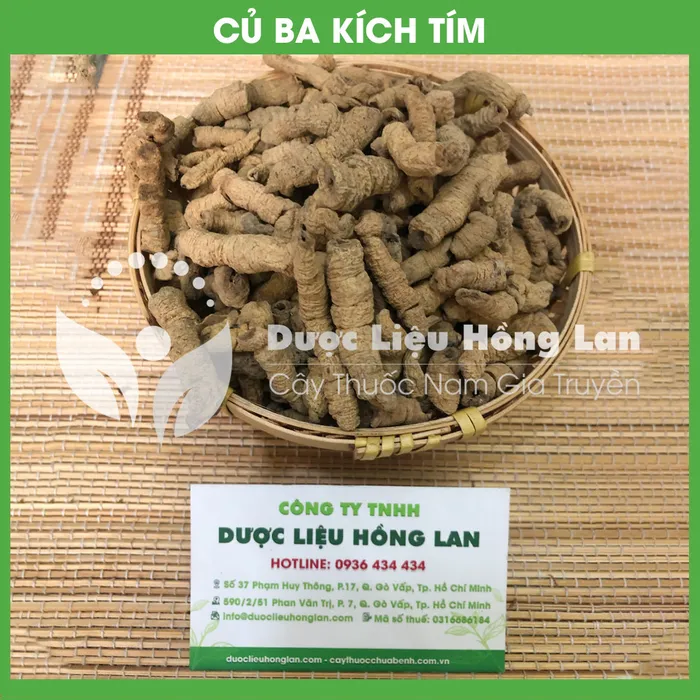Củ Ba Kích tím rừng 1