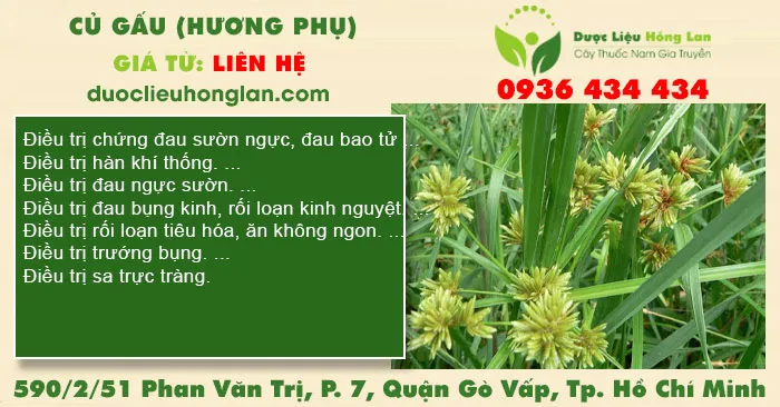 Củ Gấu (Hương Phụ)