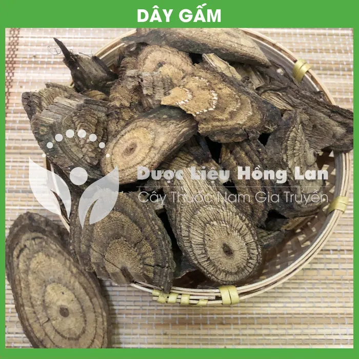Dây Gắm 3