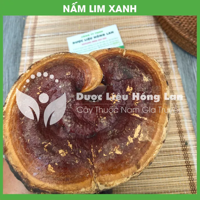 Nấm Lim Xanh 2