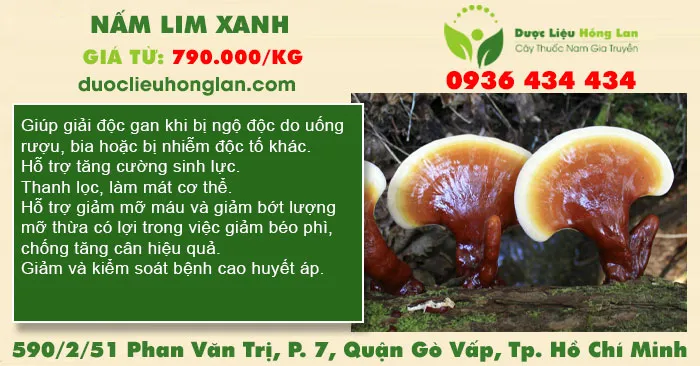 Nấm Lim Xanh