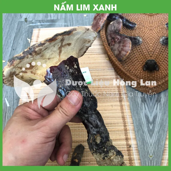 Nấm Lim Xanh 4