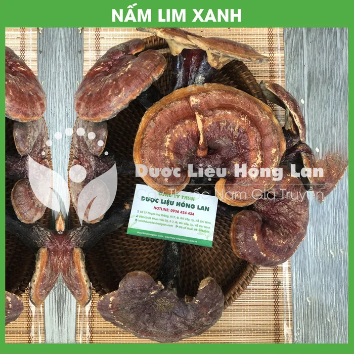 Nấm Lim Xanh 1