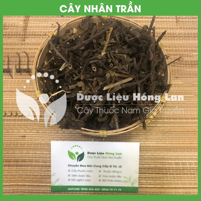 Cây Nhân Trần khô 2