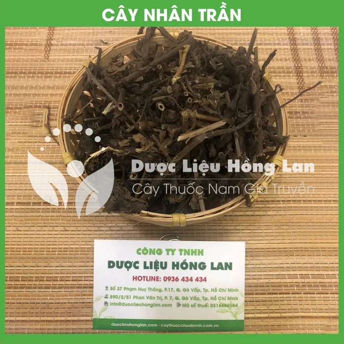 Cây Nhân Trần khô 1